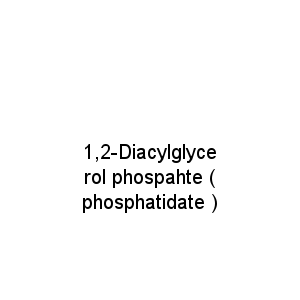 1,2-Diacylglycerol phospahte ( phosphatidate )